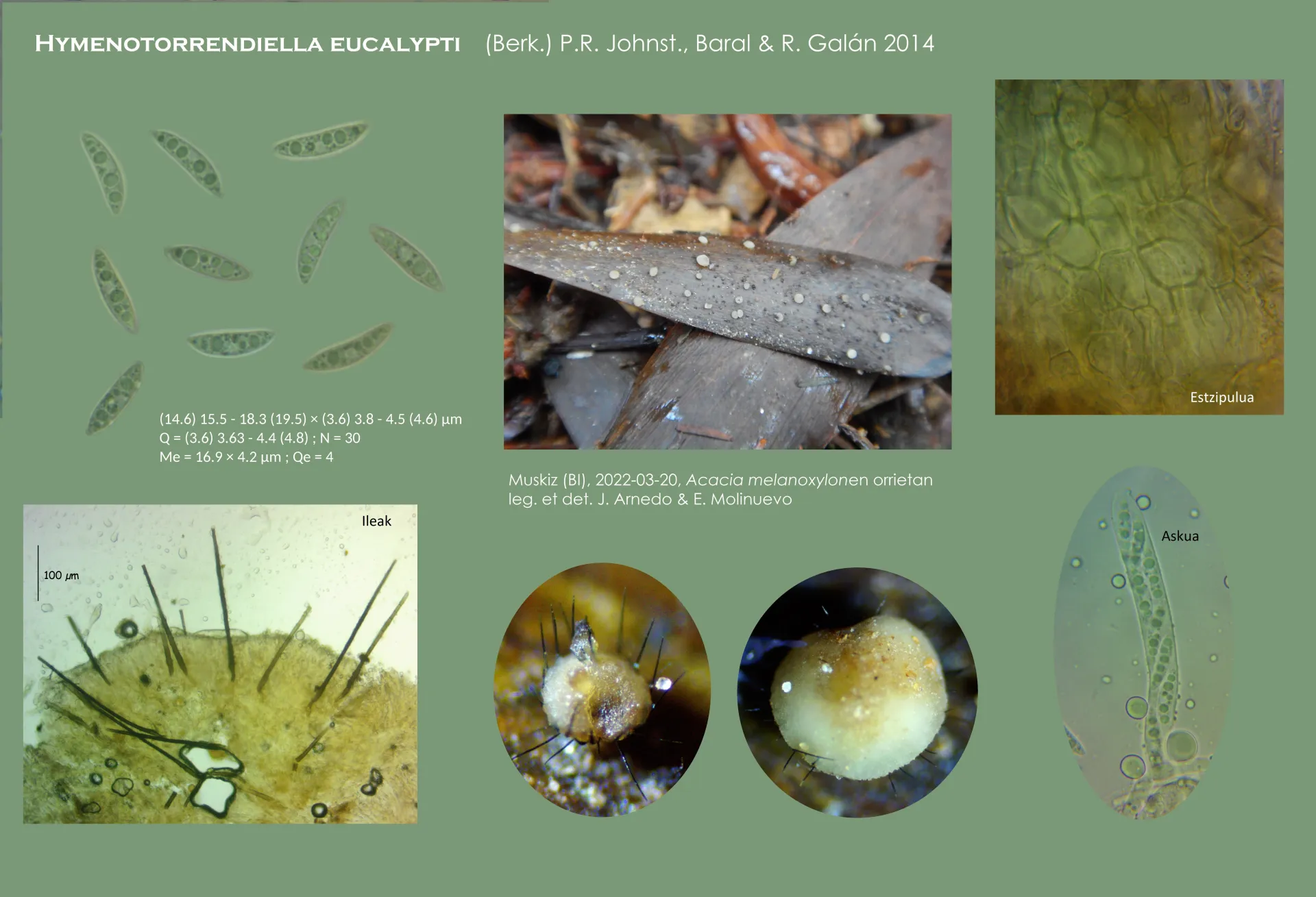 Microscopía de Hymenotorrendiella eucalypti